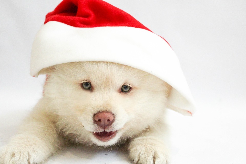 A white dog with a santa hat on