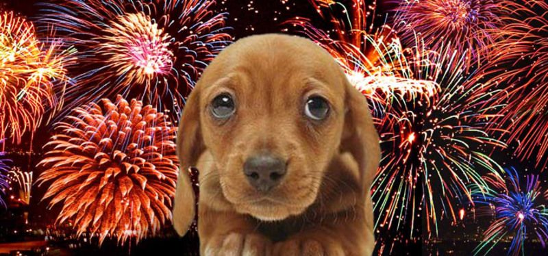 A small puppy with fireworks in the background