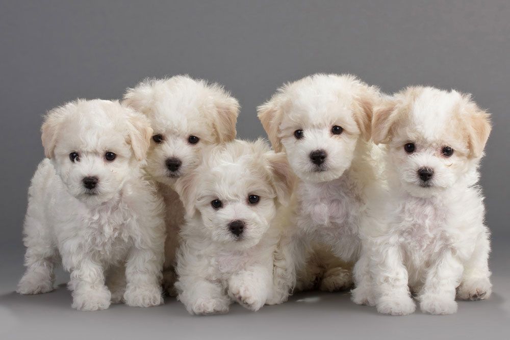 A Group of White Fluffy Puppies