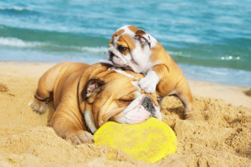 2 bulldogs on a beach with a yellow frisby
