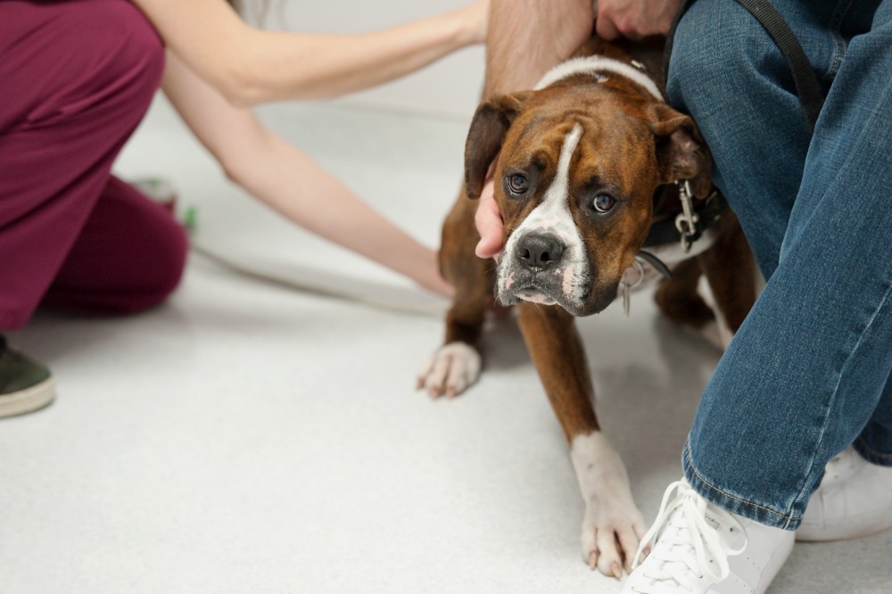 Scared boxer dog with a vet and his owner