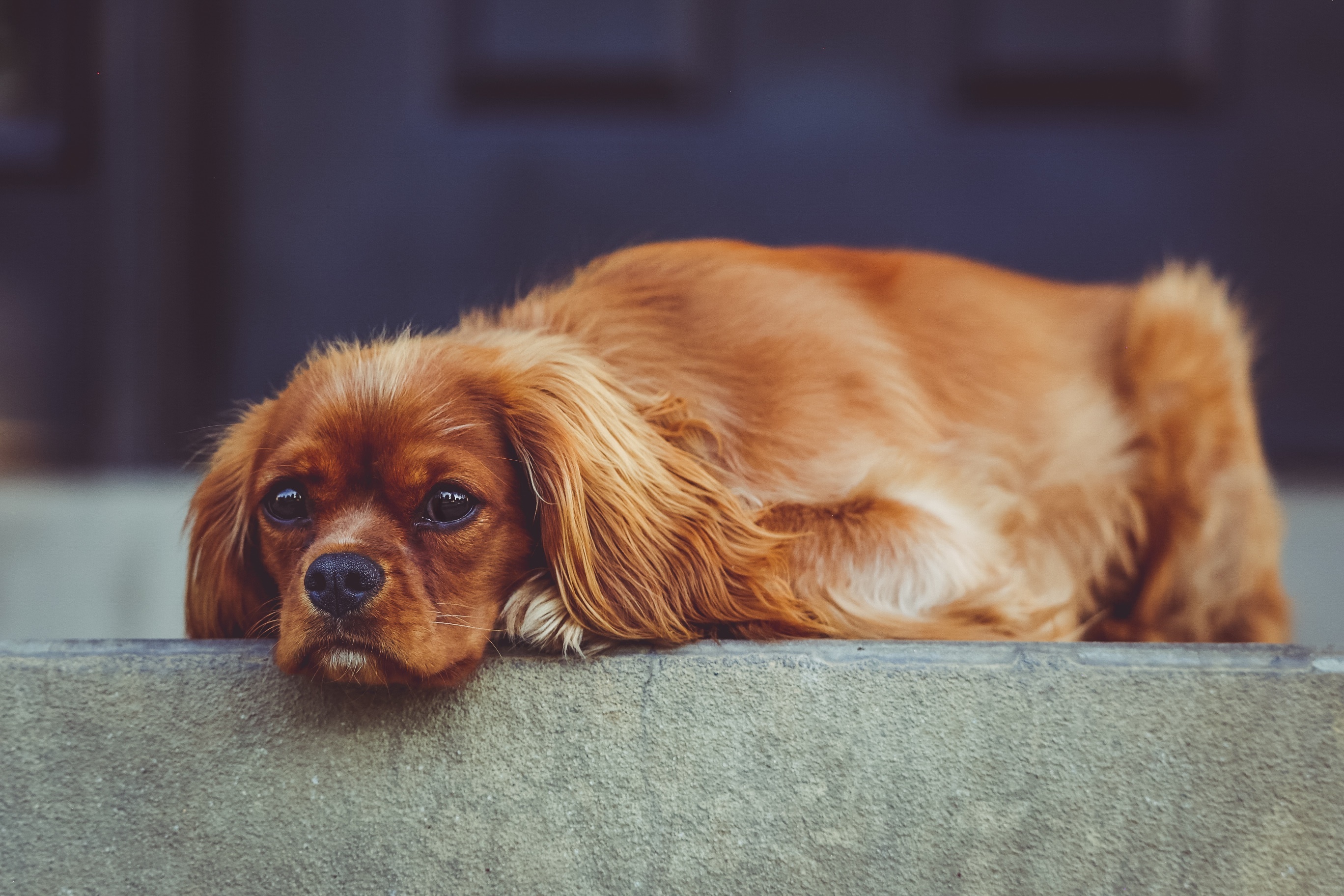 Sad dog laid on a wall