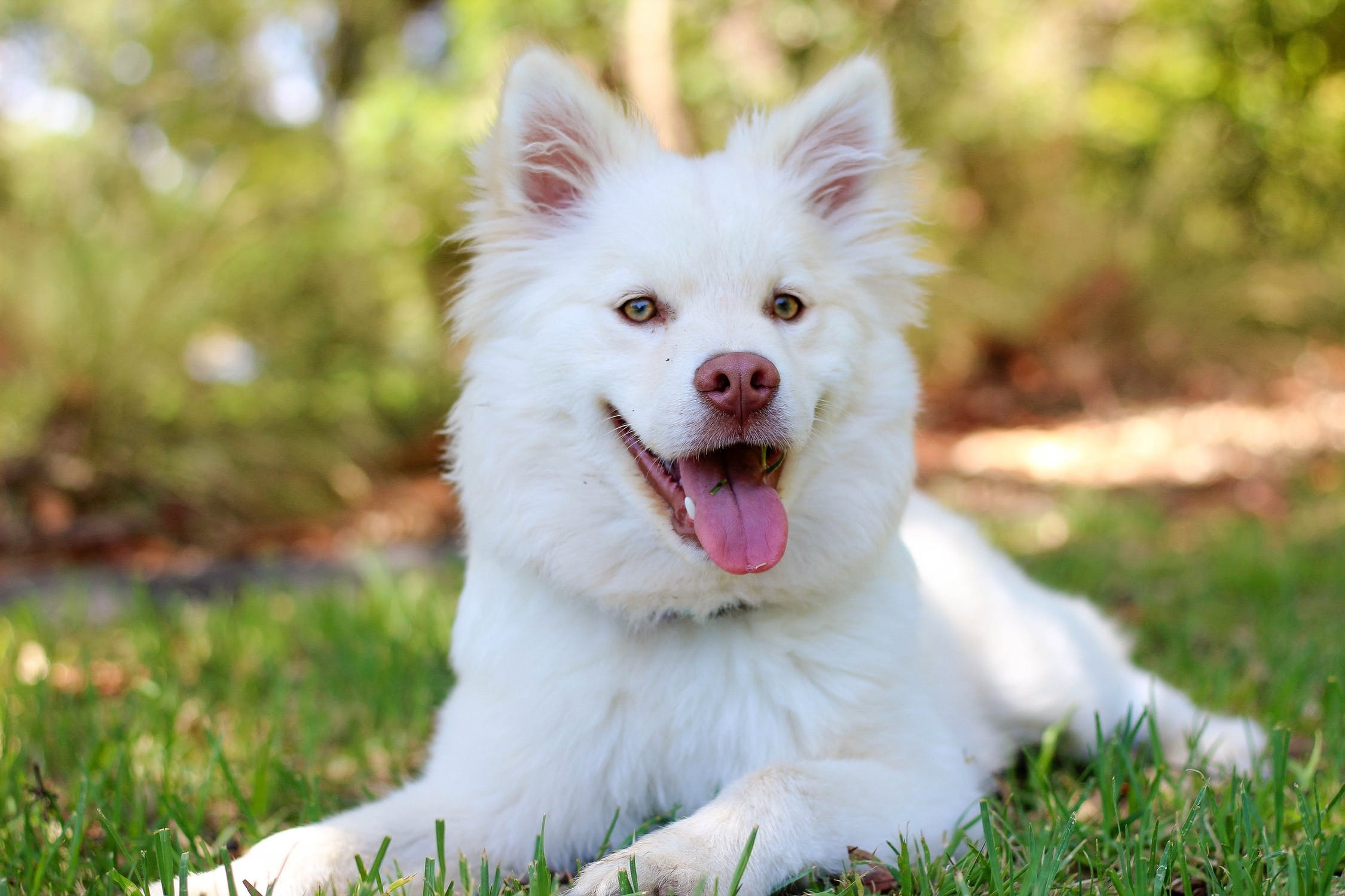 dog-summer