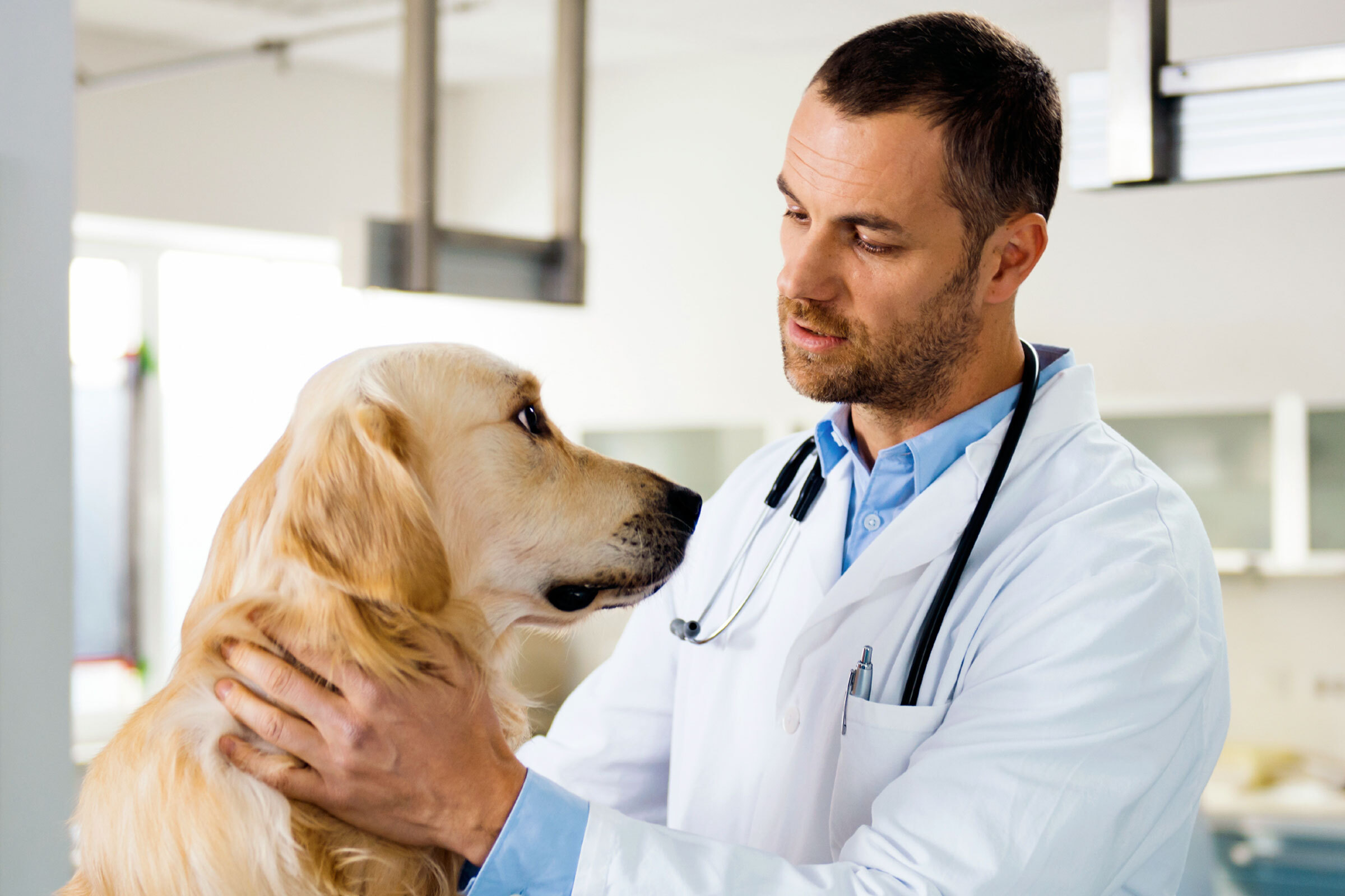 02 Vets Wont Tell Vet Office Dog