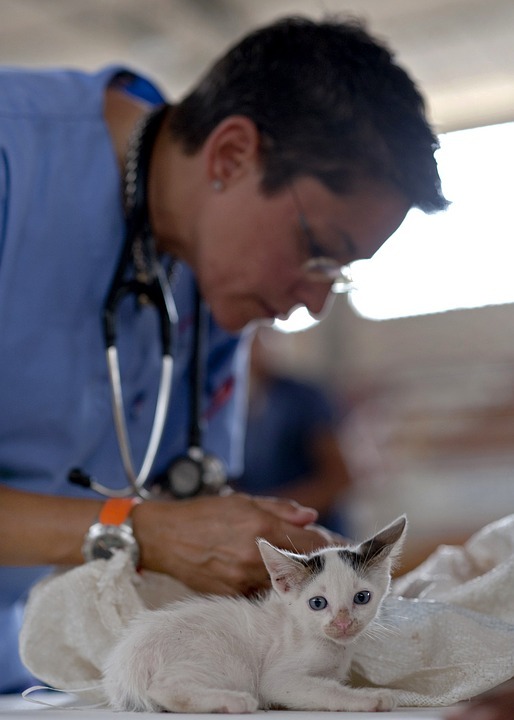 Vet3