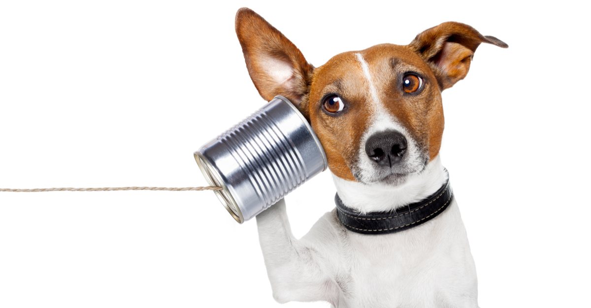 Dog Phone