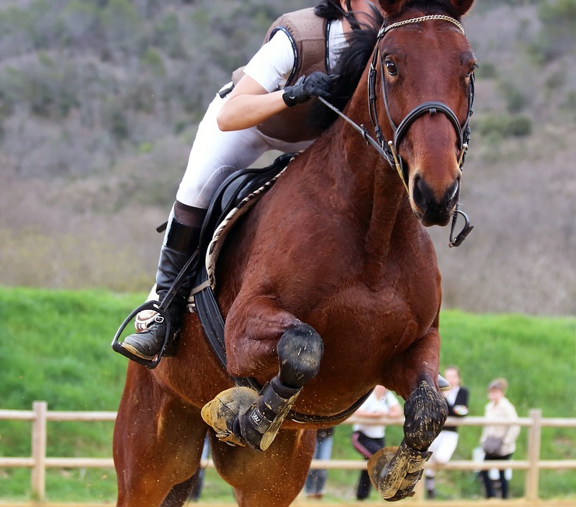 Horse