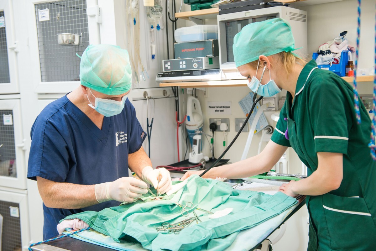 2 vets operating on an animal